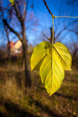 Yellow leaf on blue sky background