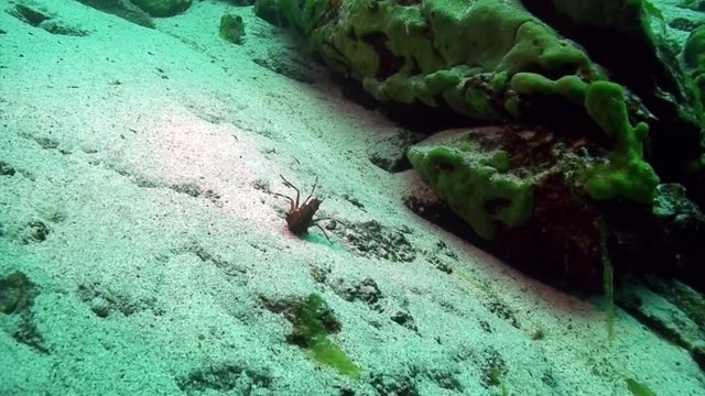 Crayfish Acanthogammarus in green sea goo slime Spirogyra and Stigeoclonium underwater in animal world of peculiar wild nature of Lake Baikal in Siberia Russia.