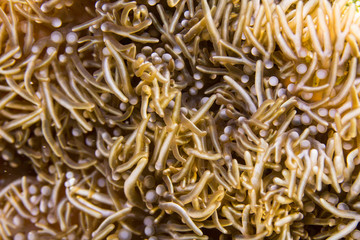 Close up of sea anemone as a part of the coral reef in the Caribbean Sea around Curacao