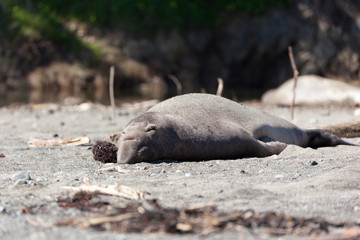 Elephant Seals 