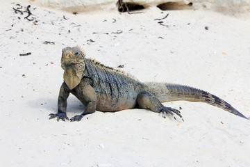 Large iguana on white sand. Smiling face.