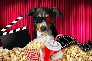 appenzeller dog watching a movie in a cinema theater, with soda and popcorn wearing 3d glasses