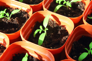 Seedlings tomato in pots at home. Close-up. Background.