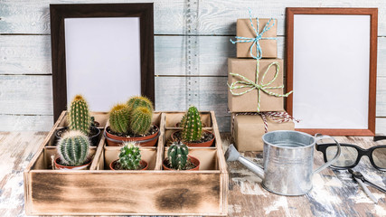 Mock Up Banner Collection of cacti in wooden box. Photo of various types of cacti. Image toning.