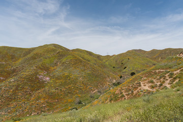Fototapeta na wymiar Beautiful superbloom vista in a mountain range near Lake Elsinore, Southern California