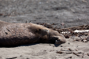 Elephant Seals 