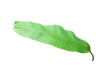 Fototapeta premium Banana leaf isolated on white background included clipping path.