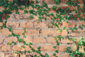 The wall is made of brick and then painted in white. There are creepers on the left wall. This wall...