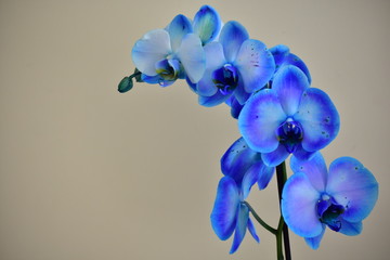 Naklejka na ściany i meble Orchid phalaenopsis royal blue