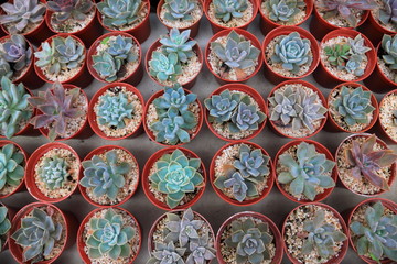 Collection of blue miniature succulent in greenhouse garden top view 