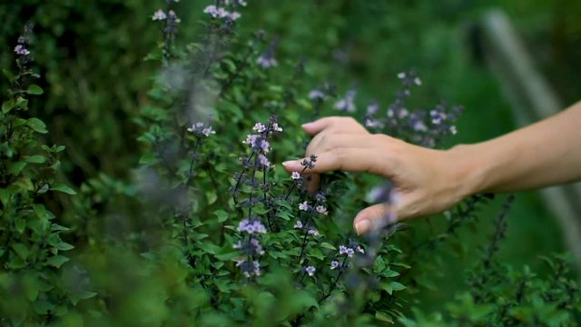 Close up shot of hand playing with purple basil flowers