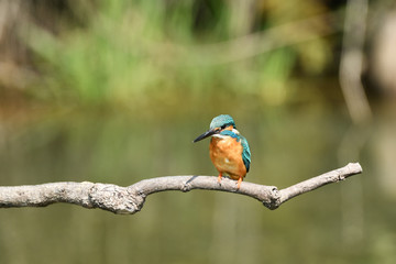 止まり木のカワセミ