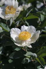 Paeonia mlokosewitschii Lomak. Caucasian peony