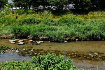 Naklejka premium 개천에 사는 학