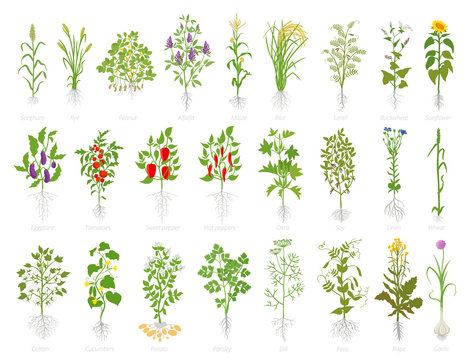 Agricultural plant icon set. Vector farm plants. Cereals wheat alfalfa corn rice soybeans lentils and many other. Popular vegetables set.
