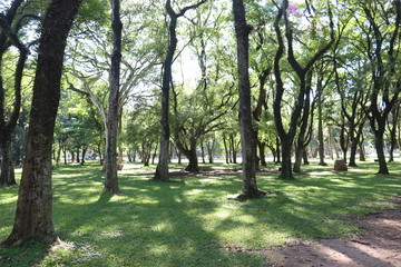 Ibirapuera's Park - 114