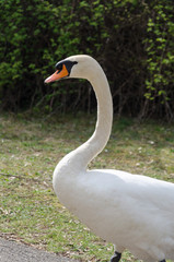 Schwan in Nahaufnahme