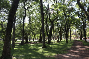 Fototapeta na wymiar Ibirapuera's Park - 112