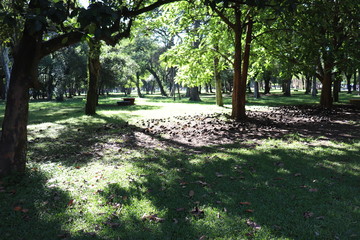 Fototapeta na wymiar Ibirapuera's Park - 111