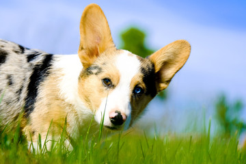 Cute Corgi puppy dog closeup looking at camera with big ears for pet portrait.