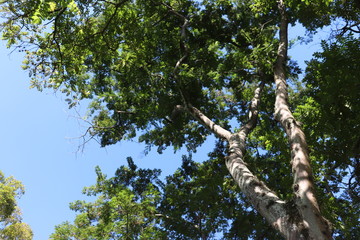 Ibirapuera's Park - 103