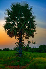 Perfect colorful African sunset with backlit silhouette of palm trees. Guinea, West Africa.
