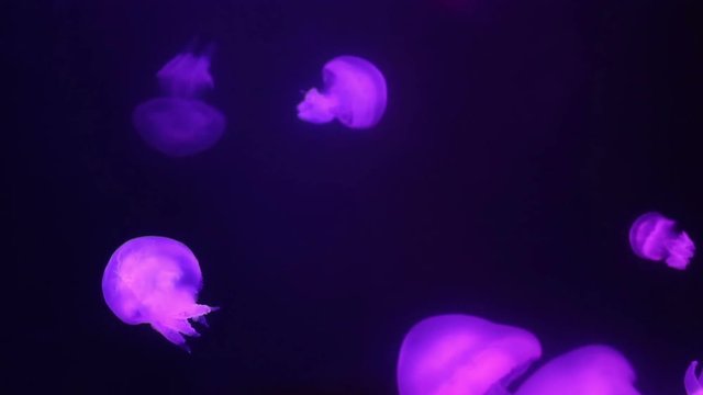 Beautiful jellyfish swiming in a aquarium lit by lights with different colors 