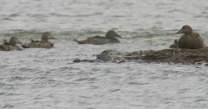 Eider ducks in the water Spitsbergen Norway
