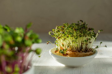 Obraz na płótnie Canvas Microgreen kress, pink radish sprouts on white wooden background in trendy hard direct sunlight, deep shadows, copy space