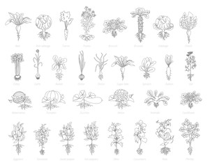 Agricultural farm plant icon set. Vector gray lines outline contour style. Beets cabbage carrots potatoes celery garlic and many other. Popular vegetables set.