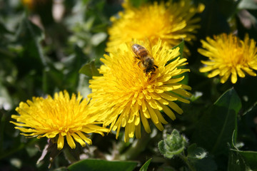 Close-up of bee pollinating yellow flower, dandelion in a green grass field in spring 