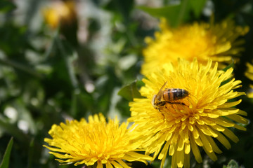 Close-up of bee pollinating yellow flower, dandelion in a green grass field in spring 