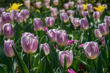 Beautiful yellow, purple and white tulips with green leaves, blurred background in tulips field or in the garden on spring