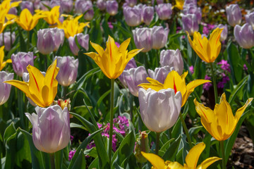 Beautiful yellow, purple and white tulips with green leaves, blurred background in tulips field or in the garden on spring