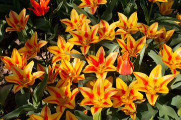 Beautiful orange and yellow tulips with green leaves, blurred background in tulips field or in the garden on spring