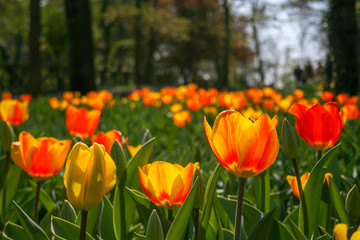 Beautiful orange and yellow tulips with green leaves, blurred background in tulips field or in the garden on spring with blurred people walking