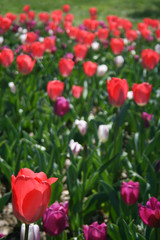 Obraz premium Beautiful pink, purple and white tulips with green leaves, blurred background in tulips field or in the garden on spring