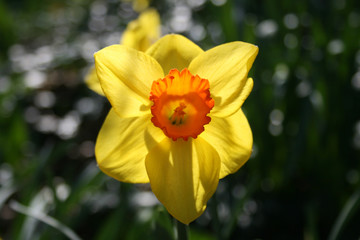 Wonderful yellow and orange daffodil flower, narcissus, spring perennial flower and plants, with blurred background, green leaves and grass