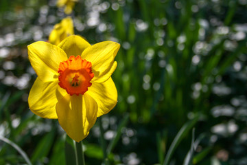 Wonderful yellow and orange daffodil flower, narcissus, spring perennial flower and plants, with blurred background, green leaves and grass