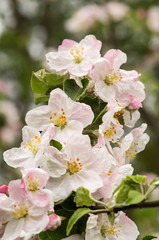 flowering Apple branch