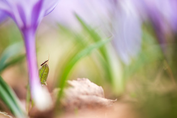 Assassin bug under spring crocuses, Crocus vernus Remembrance.