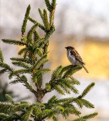 Sparrow on spruce