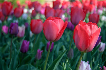 Beautiful pink, purple and white tulips with green leaves, blurred background in tulips field or in the garden on spring