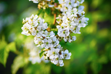 Blooming spring tree. White flowers on a background of blurred green foliage. Spring bloom.
