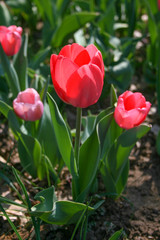 Beautiful red tulip with green leaves, blurred background in tulips field or in the garden on spring, close up