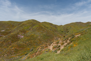 Fototapeta na wymiar Beautiful superbloom vista in a mountain range near Lake Elsinore, Southern California