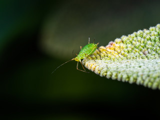 Greenfly aphid on a sage leaf