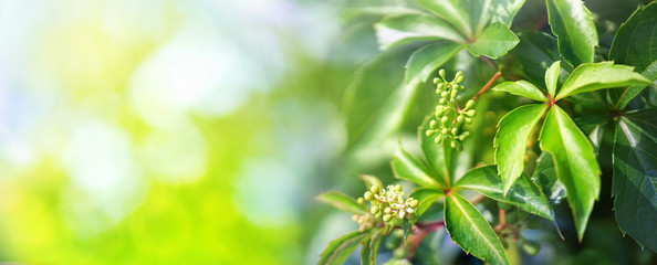 Beautiful natural background border with fresh juicy foliage of wild grapes and defocused bokeh outdoors in nature, panorama, copy space.