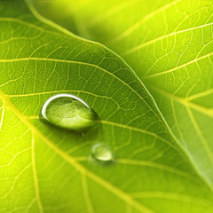 Panele Szklane  Kropla rosy w porannym blasku w słońcu. Duża piękna kropla przezroczystej wody deszczowej na makro zielony liść. Piękna tekstura liści w przyrodzie. Naturalne tło.