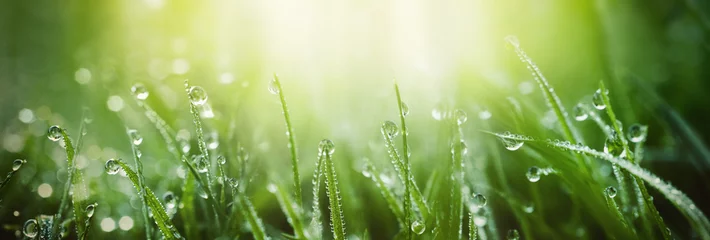 Printed kitchen splashbacks Grass Juicy lush green grass on meadow with drops of water dew in morning light in spring summer outdoors close-up macro, panorama. Beautiful artistic image of purity and freshness of nature, copy space.
